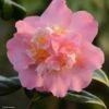 Camélia Paddy's Perfumed - Camellia Japonica -Magasin De Plantes camelia paddy s perfumed 83533 1