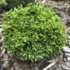 Cryptomeria Japonica Green Pearl - Cèdre Du Japon -Magasin De Plantes cedre du japon green pearl 22974