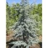 Cèdre Bleu De L'Atlas - Cedrus Libani Atlantica Horstmanns Silberspitz -Magasin De Plantes cedrus libani atlantica horstmanns silberspitz 100432 1