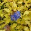 Ceratostigma Willmottianum Sapphire Ring 2 Ceratostigma Willmottianum Sapphire Ring -Magasin De Plantes cerastostigma sapphire ring 80432 1