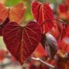 Gainier Du Canada - Cercis Canadensis Red Force 1 Gainier Du Canada - Cercis Canadensis Red Force -Magasin De Plantes cercis canadensis red force copyright 1004381 1 1