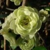 Cognassier Du Japon Kinshiden - Chaenomeles Speciosa -Magasin De Plantes chaenomeles speciosa kinshiden 7580 1