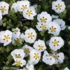 Ciste Du Portugal - Cistus X Lusitanicus Decumbens -Magasin De Plantes cistus x lusitanicus decumbens 100305 1