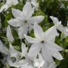 Clématite - Clematis Beautiful Bride -Magasin De Plantes clematis beautiful bride 84878 3