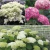 Collection 3 Hortensias Arbustifs -Magasin De Plantes collection 3 hortensias arbustifs 67770 1