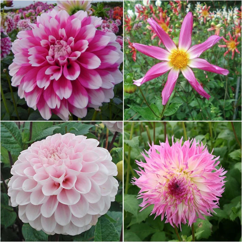 Collection Dahlias Bohême 2 Collection Dahlias Bohême