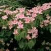 Cornus Kousa Satomi - Cornouiller Du Japon Rose -Magasin De Plantes cornus ou cornouiller kousa satomi 781320 4