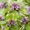 Daphne Odora Sweet Amethyst - Daphné Odorant -Magasin De Plantes daphne odora sweet amethyst 85494 3