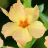 Dipladenia Diamantina Emerald Amber Star -Magasin De Plantes dipladenia diamantina emerald amber star if 19667 1