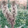 Eucomis Burgundy Wine -Magasin De Plantes eucomis sparking burgundy 51273 1