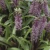 Eucomis Twinkle Stars -Magasin De Plantes eucomis twinckle stars 51306 1