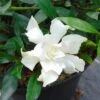 Gardenia Jasminoides Perfumed Petticoats -Magasin De Plantes gardenia jasminoides perfumed petticoats 83325 1