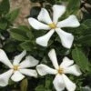 Gardénia Rustique Pinwheel -Magasin De Plantes gardenia pinwheel copyright plantipp 1