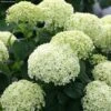 Hortensia Arborescens BellaRagazza Limetta -Magasin De Plantes hortensia arborescens bellaragazza limetta copyright 17120 3