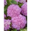 Hortensia - Hydrangea Macrophylla Big Data Pink -Magasin De Plantes hortensia big data pink 23226