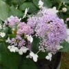 Hortensia - Hydrangea Involucrata Late Love -Magasin De Plantes hydrangea involucrata late love 85457 1