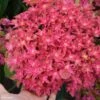 Hortensia - Hydrangea Macrophylla Princess Diana -Magasin De Plantes hydrangea macrophylla princess diana 85714 1 1