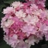 Hortensia - Hydrangea Macrophylla You And Me Romance -Magasin De Plantes hydrangea macrophylla you and me romance 67124 1