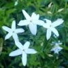 Jasmin Des Açores - Jasminum Azoricum 1 Jasmin Des Açores - Jasminum Azoricum -Magasin De Plantes jasminum azoricum 83639 5