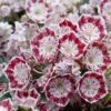 Kalmia Latifolia Minuet - Laurier Des Montagnes 1 Kalmia Latifolia Minuet - Laurier Des Montagnes -Magasin De Plantes kalmia latifolia minuet 781842 1