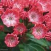 Kalmia Latifolia Pinkobello - Laurier Des Montagnes Rose Vif -Magasin De Plantes kalmia latifolia pinkobello 781989 1 1