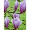 Magnolia - Magnolia X Soulangeana Andre Leroy -Magasin De Plantes magnolia x soulangeana andre leroy 1007262 1