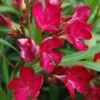 Laurier Rose - Nerium Oleander Rouge Simple -Magasin De Plantes nerium oleander rouge simple 83390 1