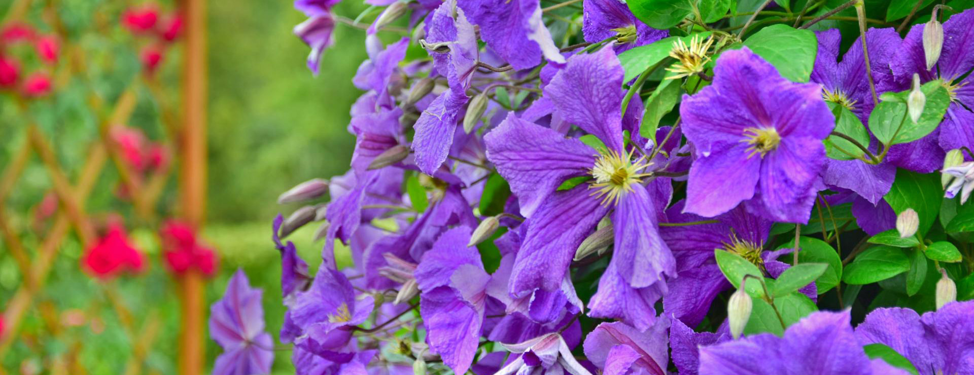 Magasin De Plantes -Magasin De Plantes pexels asphotograpy 94428