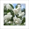 Seringat Blanc - Philadelphus Albâtre 1 Seringat Blanc - Philadelphus Albâtre -Magasin De Plantes philadelphus albatre 84187 1