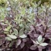 Pittosporum Tenuifolium Bannow Bay -Magasin De Plantes pittosporum bannow bay IF 15354 1