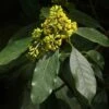 Pittosporum Daphniphylloides -Magasin De Plantes pittosporum daphniphylloides 86436 1