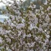Cerisier à Fleurs Nain Du Japon - Prunus Incisa Kojo No Mai 1 Cerisier à Fleurs Nain Du Japon - Prunus Incisa Kojo No Mai -Magasin De Plantes prunus incisa kojo no mai 7930 1