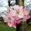 Cerisier à Fleurs Du Japon Nain - Prunus Incisa Paean -Magasin De Plantes prunus incisa paean 84222 1