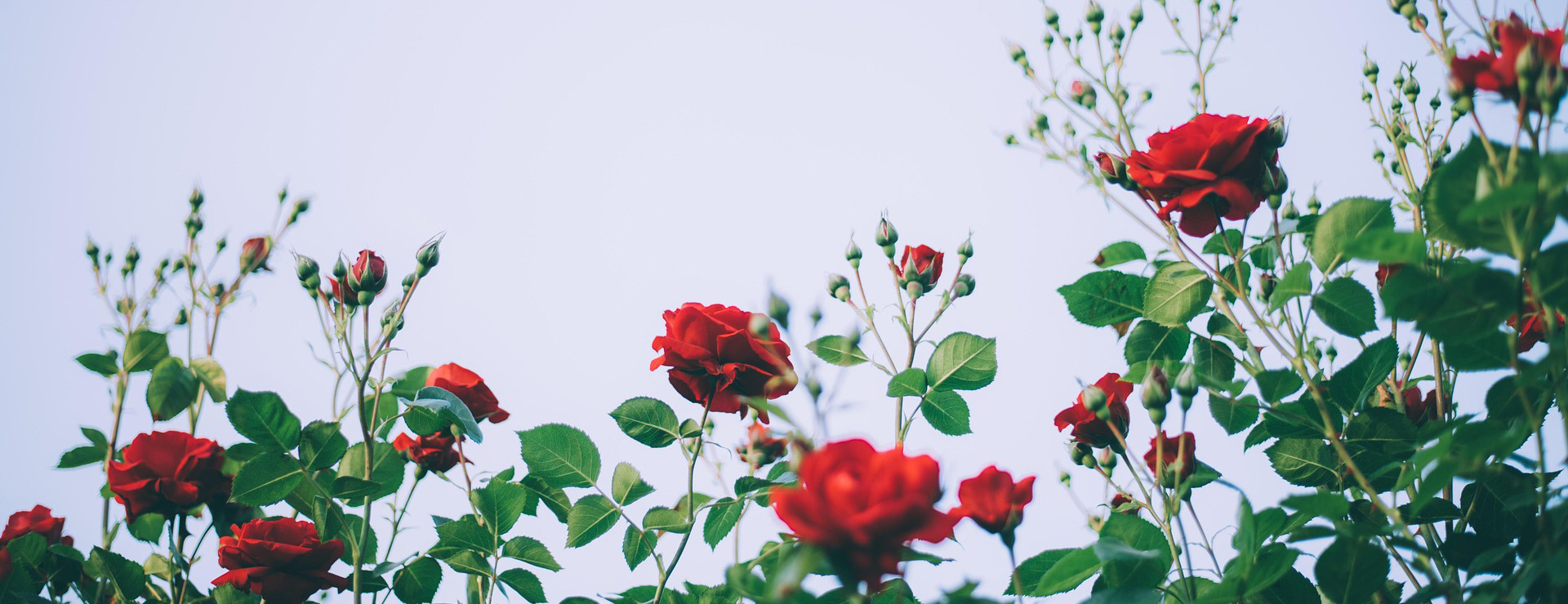 Magasin De Plantes -Magasin De Plantes roses 4359808 1920