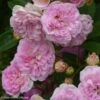 Rosier Ancien Pink Ghislaine De Féligonde 1 Rosier Ancien Pink Ghislaine De Féligonde -Magasin De Plantes rosier ancien pink ghislaine de feligonde 85821 1