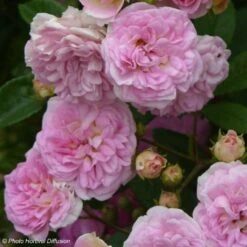 Rosier Ancien Pink Ghislaine De Féligonde