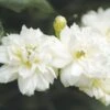 Rosier De Banks Alba Plena - Rosa Banksiae 1 Rosier De Banks Alba Plena - Rosa Banksiae -Magasin De Plantes rosier banks alba plena 771405 1
