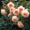 Rosier David Austin A Shropshire Lad 2 Rosier David Austin A Shropshire Lad -Magasin De Plantes rosier david austin a shropshire lad 665312 1