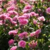 Rosier David Austin Gertrude Jekyll -Magasin De Plantes rosier david austin gertrude jekyll 665072