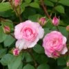 Rosier Grimpant Mini Eden Rose -Magasin De Plantes rosier grimpant mini eden rose 657872 1