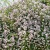 Rosier Liane Paul's Himalayan Musk -Magasin De Plantes rosier paul himalayan musk 771550 1
