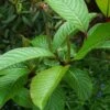 Salix Fargesii - Saule De Farges -Magasin De Plantes salix fargesii 86438 1