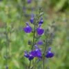 Sauge Arbustive Victoria Blue -Magasin De Plantes sauge arbustive victoria blue 84992 1