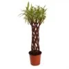 Saule à Bois Brun Tressé - Forme Colonne -Magasin De Plantes saule a bois brun tresse forme colonne 86474 1