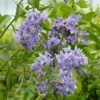 Solanum Crispum Glasnevin -Magasin De Plantes solanum crispum glasnevin 80051 3