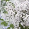 Lilas Nain - Syringa Meyeri Flowerfesta White 2 Lilas Nain - Syringa Meyeri Flowerfesta White -Magasin De Plantes syringa meyeri flowerfesta white 84342 1