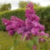 Lilas Commun - Syringa Vulgaris Znamya Lenina 1 Lilas Commun - Syringa Vulgaris Znamya Lenina -Magasin De Plantes syringa vulgaris znamya lenina 100875 1