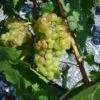 Vigne Muscat Champion -Magasin De Plantes vigne vitis Muscat blanc 771563 1