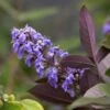 Vitex Agnus-castus Flip Side - Gattilier -Magasin De Plantes vitex flip side copyright f